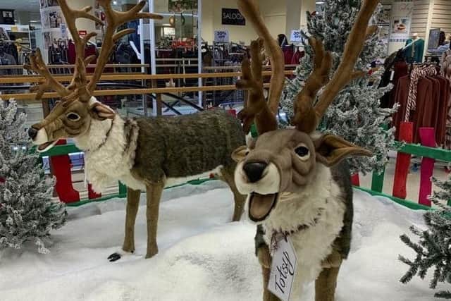 The reindeers in Atkinsons are expected to prove popular with Christmas shoppers in Sheffield