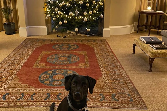 We've slightly cropped out The Craigellachie Hotel's Christmas tree so we could get their resident dog, Buddy, in the shot. He could be named after the main character in Elf.
Aberlour, www.craigellachiehotel.co.uk