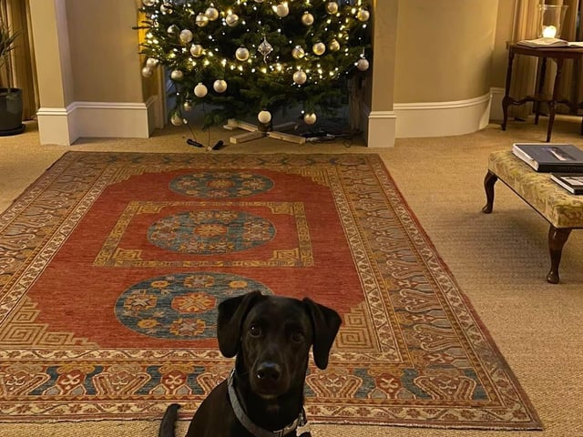 We've slightly cropped out The Craigellachie Hotel's Christmas tree so we could get their resident dog, Buddy, in the shot. He could be named after the main character in Elf.
Aberlour, www.craigellachiehotel.co.uk