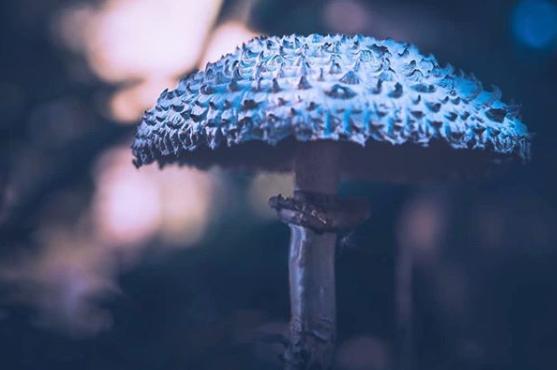 The woodlands are filled with autumn mushrooms. Taken by @theskysthelimit.photography