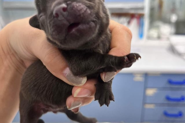 The RSPCA has now revealed the puppies were just hours old when they were found, and still had their umbilical cords attached.