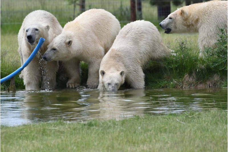 The bears will go on display to the public after quarantining.