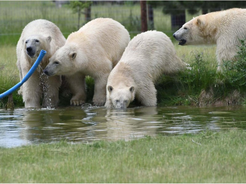 The bears will go on display to the public after quarantining.
