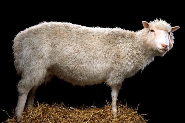 The first mammal to be cloned from an adult cell, Dolly the Sheep shot to global fame on her birth in 1996. Dolly died in 2003 and was gifted to the Museum by the Roslin institute.