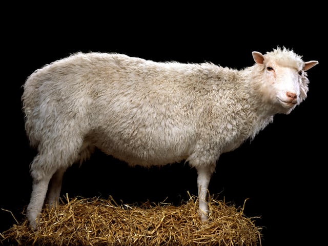 The first mammal to be cloned from an adult cell, Dolly the Sheep shot to global fame on her birth in 1996. Dolly died in 2003 and was gifted to the Museum by the Roslin institute.
