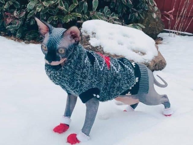 Cobain the naked cat loving the snow (Sphinx). From Bev Copestake.