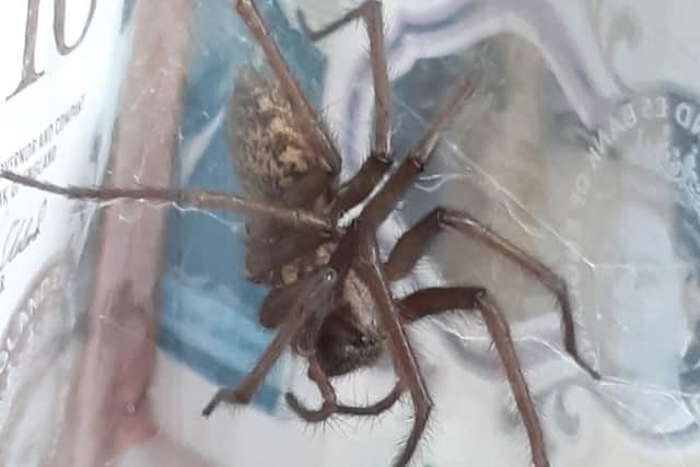 This spider was caught and is now guarding a money box. Picture: @57NMC