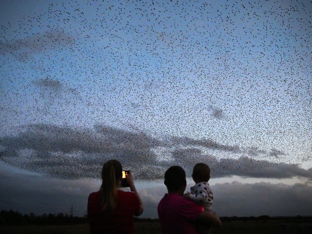 Starlings put on a display as they gather in murmurations in Gretna, Scotland.