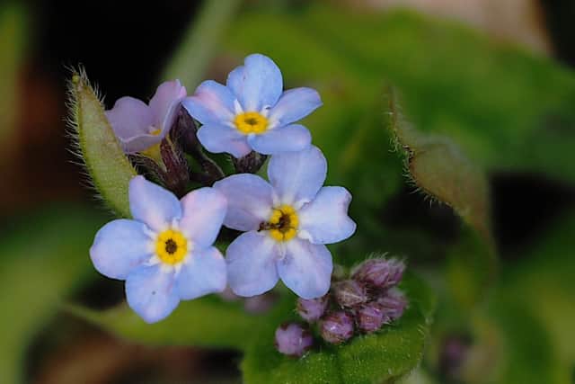 Forget-me-nots at Wyming Brook