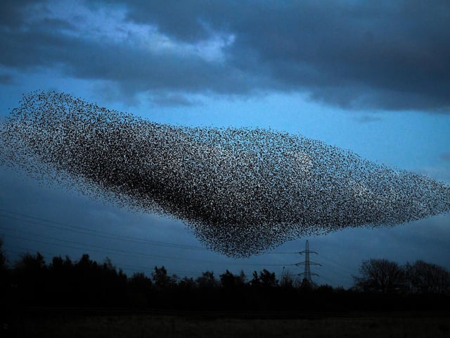Starlings put on a display as they gather in murmurations in Gretna, Scotland.