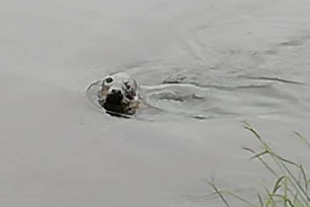 Mark Hudson captured this grey seal on camera swimming up the River Don at Kirk Bramwith