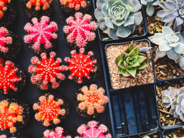 Get mum a new plant or a gift from the giftshop. Or explore the show gardens and grab a treat at The Garden Restaurant, which you can now take out and eat at home if you want.