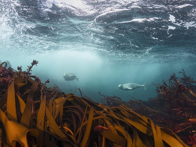 "There were plenty of grey seals on this small island in the entrance to Loch Eriboll. They were curious but not very used to divers so watched us curiously from a distance, dealing effortlessly with the surging waves as I clung to kelp." Kirsty Andrews, Bristol