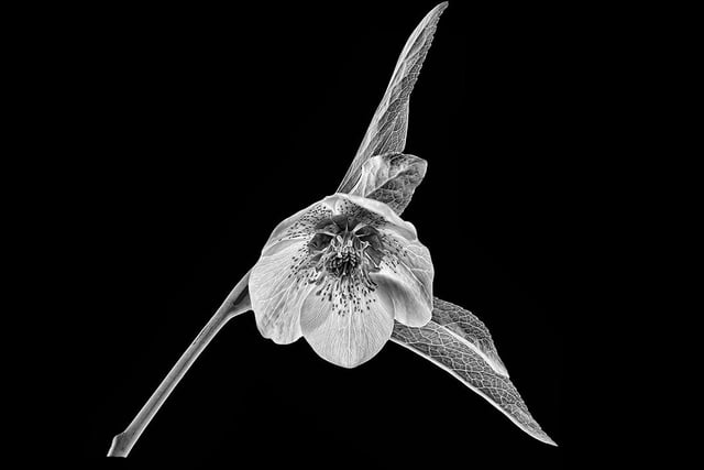Margaret Whittaker was commended for a delicate study ‘Hellebore’.