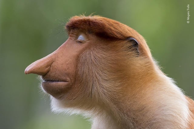 A young male proboscis monkey, by Mogens Trolle, which is a 2020 category prize winner at the Wildlife Photographer of the Year competition. 
