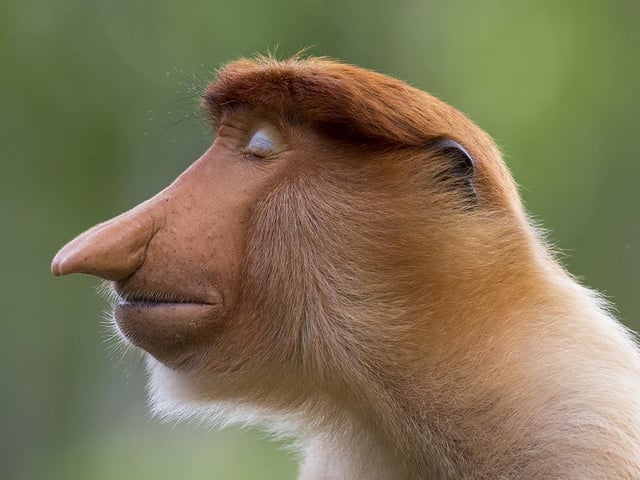 A young male proboscis monkey, by Mogens Trolle, which is a 2020 category prize winner at the Wildlife Photographer of the Year competition.