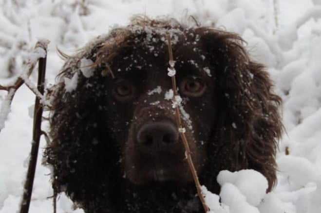 Well just look at Jarvis (Cocker-spaniel?) enjoying the snow at Stanage Edge, Hathersage. Reyt little snow chaser this one. What a beaut!