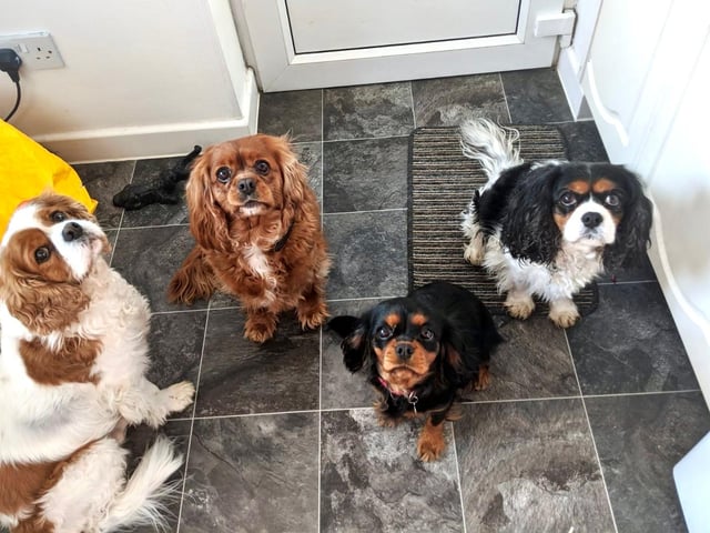 Bryan, Lady, Flossie and Pearl spend some quality time together at their home on Hayling Island.