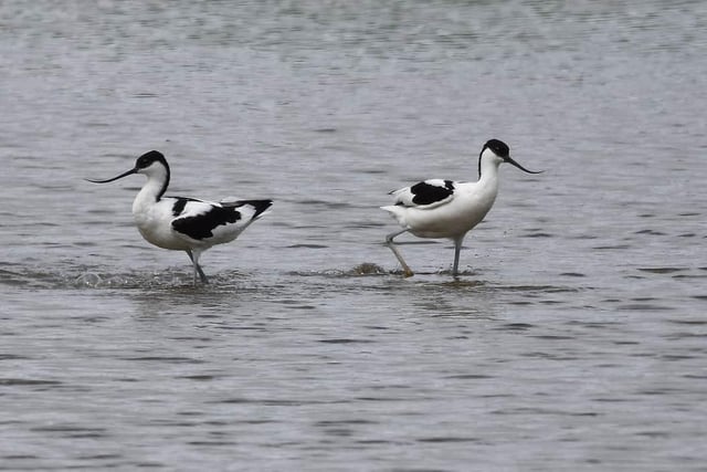 Avocets at Potteric Carr