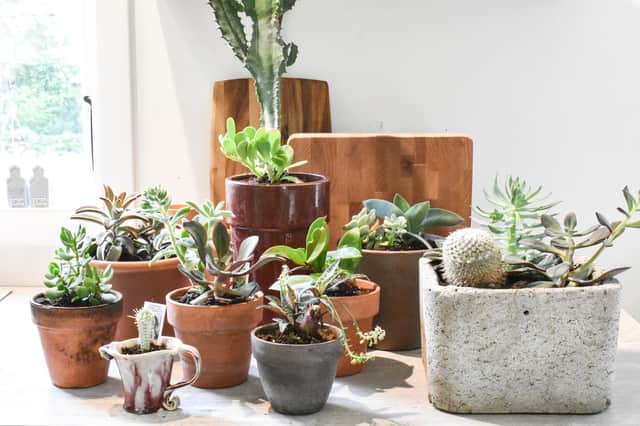 House plants have made a massive come-back and are now the ultimate home accessory, says Miller Homes.