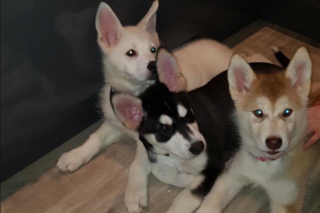 This furry trio - two malamute-husky crosses and one pure malamute - lives with Kim McBey