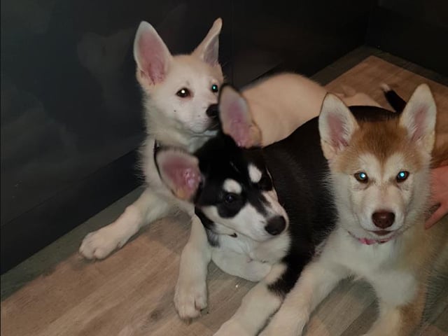 This furry trio - two malamute-husky crosses and one pure malamute - lives with Kim McBey