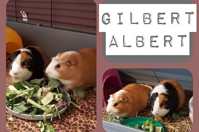 Gilbert Albert are two male guinea pigs, aged around a year old. They came into the RSPCA’s care after they were given away on a selling page. They are both confident and happy, and enjoy their daily veg. Albert and Gilbert will need to have suitable accommodation indoors.