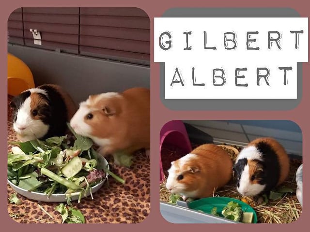 Gilbert Albert are two male guinea pigs, aged around a year old. They came into the RSPCA’s care after they were given away on a selling page. They are both confident and happy, and enjoy their daily veg. Albert and Gilbert will need to have suitable accommodation indoors.