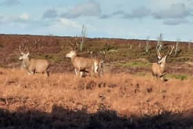 The stags seen from Ringinglow Road were unperturbed by motorists who stopped to photograph them.