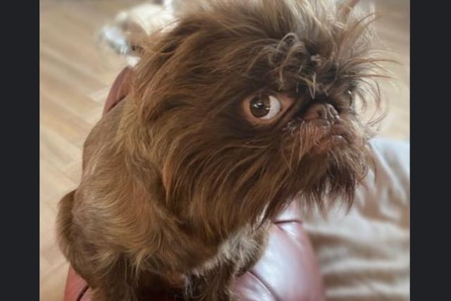 Proshka, who looks like Gizmo from Gremlins,  now has a world wide following on the back of pictures posted on social media by his owner. Pictures: Stefani Doherty / https://www.instagram.com/griffy.girl/