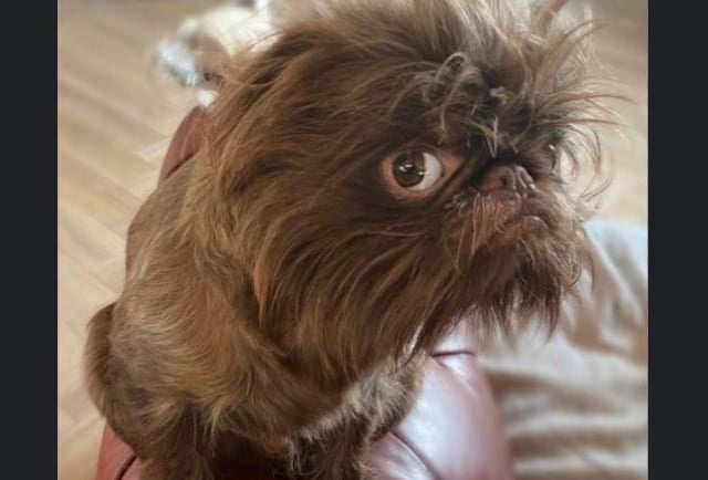 Proshka, who looks like Gizmo from Gremlins,  now has a world wide following on the back of pictures posted on social media by his owner. Pictures: Stefani Doherty / https://www.instagram.com/griffy.girl/
