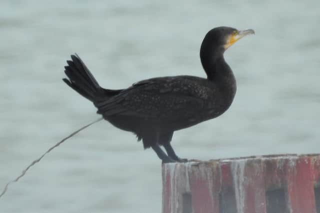 'Thanks for all the fish'. A cormorant