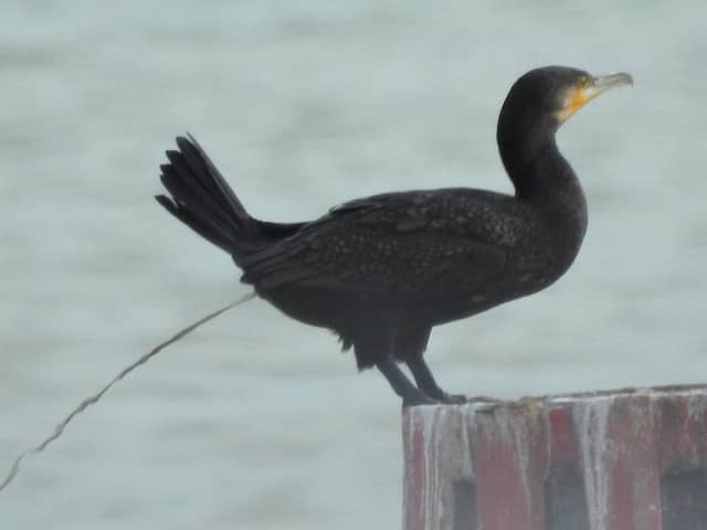 'Thanks for all the fish'. A cormorant