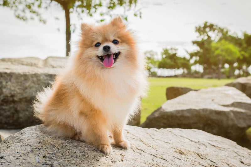 Cute, feisty and furry, Poms are intelligent and loyal to their families, whilst also bold and brave. They are growing in popularity too and were the third most popular toy dog with over 1,700 people registering one last year.
