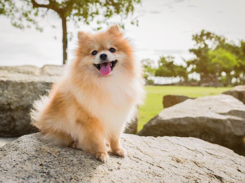 Cute, feisty and furry, Poms are intelligent and loyal to their families, whilst also bold and brave. They are growing in popularity too and were the third most popular toy dog with over 1,700 people registering one last year.