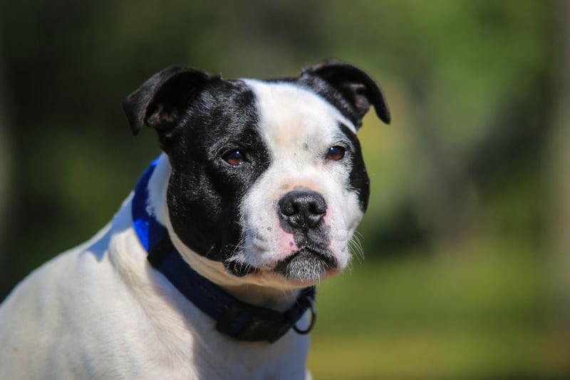 Staffies appeared in the data 296 times – 239 times as a purebred and 57 times in crossbreeds