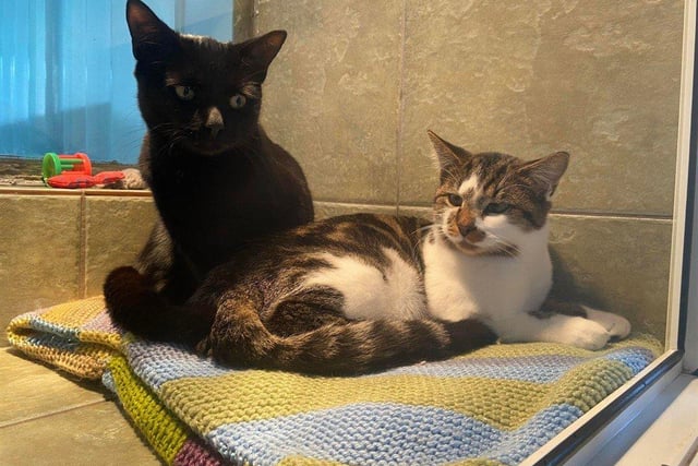 Nova and Phil are an affectionate bonded pair, looking to find their forever home together.