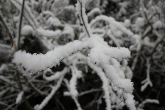 This fluffy snow on a branch makes for a photograph you can almost feel.