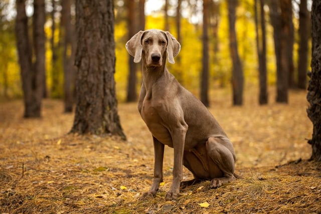 Perhaps because of their huge stature, Weimaraner dogs are rated as one of the most destructive dog breeds that you can own, with an average damage cost of £265 per year - much higher than the average of £164 per dog.