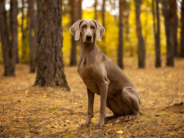 Perhaps because of their huge stature, Weimaraner dogs are rated as one of the most destructive dog breeds that you can own, with an average damage cost of £265 per year - much higher than the average of £164 per dog.