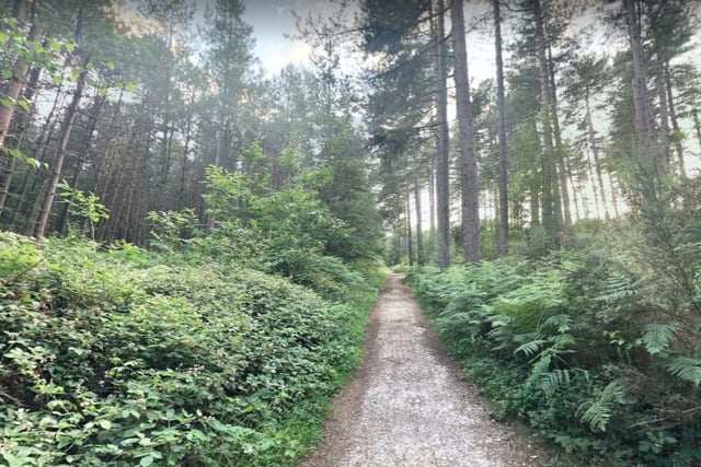 There are many stunning and mysterious trails to enjoy around Sherwood Forest.