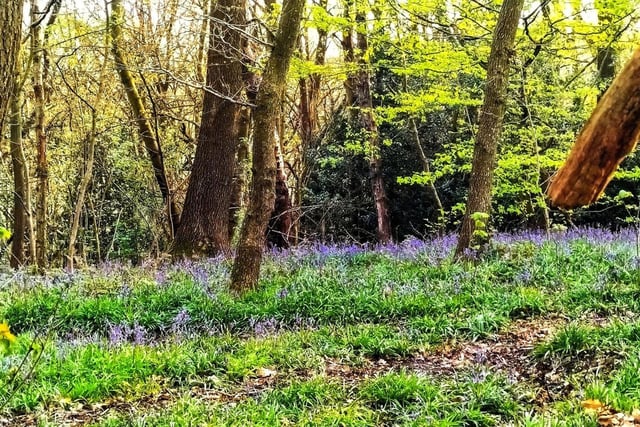 Beautiful bluebells by Caz Cutts
