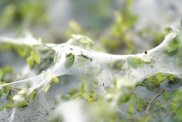 Trees across Sheffield have been transformed by an eerie white web – after being colonised by caterpillars. Caterpillars have women webs on bushes and trees on Normancroft Way. Picture Scott Merrylees