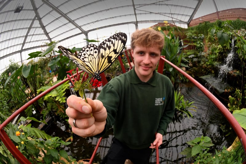 The Tropical Butterfly House in North Anston is home to much more than butterflies. Wallabies, lemurs and meerkats are among more than 140 species you can see there. There's also a popular play park and splash zone, and a dino trail for children to explore.