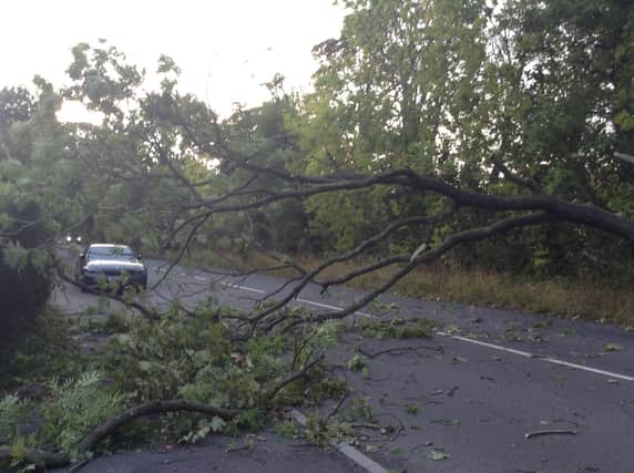 The tree blocked Dore Road for hours