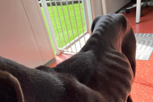 South Yorkshire animal charity saves dog found tied to goalpost in park ...
