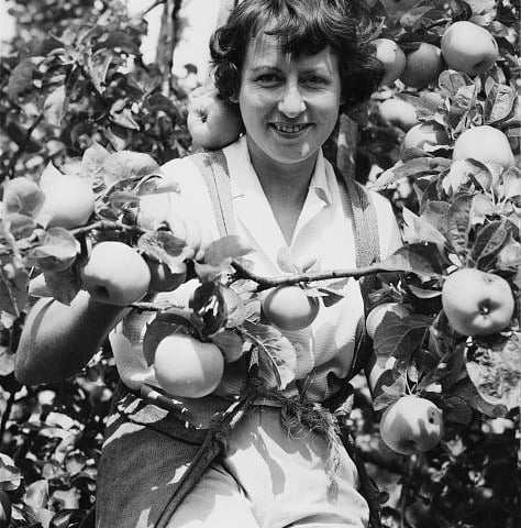 One of the most famous cooking ingredients around the world, the Bramley Apple. The nation’s favourite cooking apple originated in the pretty market town of Southwell 200 years ago.