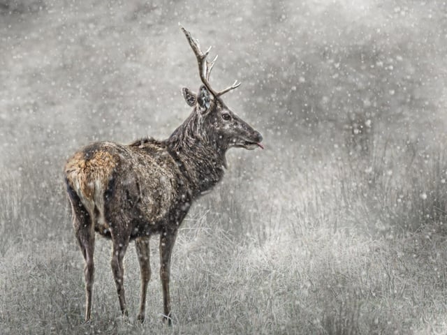 A magnificent stag who was standing in a field. just off a single track road near the Buachaille Etive Mor in Glencoe. I got very close to him although there was a fence and hedge between us. He just seemed to pose and let me capture the moment perfectly.