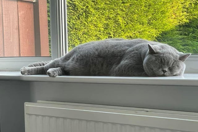 Kerry Louise Scott shared this photo of her sleeping cat Ralphy.