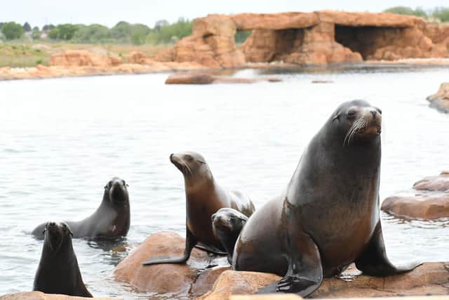 Yorkshire Wildlife Park visitors will be able to watch the six sea lions living it up at Port Lobos, the largest filtrated sea lion complex in the world